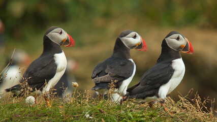 Puffins at Dyrholaey on the south of Iceland, Europe
