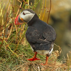 Puffins at Dyrholaey on the south of Iceland, Europe
