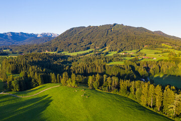 Aerial view of cow pasture and forest near Wackersberg, Isarwinkel, Upper Bavaria, Bavaria, Germany
