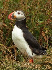 Puffins at Dyrholaey on the south of Iceland, Europe
