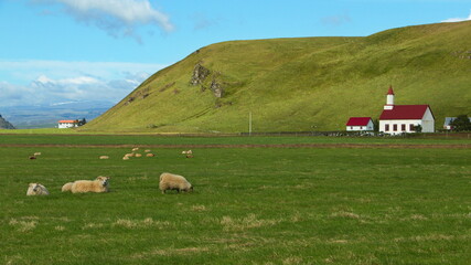 Sheep at the church Skeidflatarkirkja on the south of Iceland, Europe

