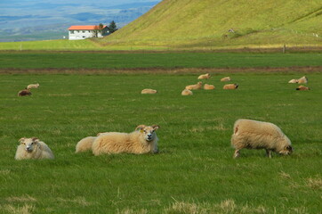 Obraz premium Sheep at the church Skeidflatarkirkja on the south of Iceland, Europe 