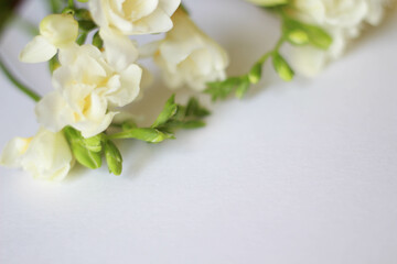 Obraz na płótnie Canvas Beautiful white freesias. Bouquet of a flowers. Freesia symbolizing innocence and friendship. Spring template 
