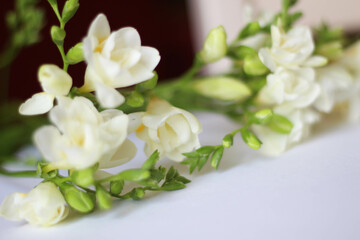 Fototapeta premium Beautiful white freesias. Bouquet of a flowers. Freesia symbolizing innocence and friendship. Spring template 