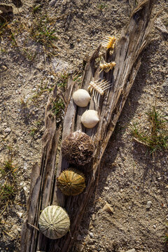 Directly above shot of urchins with seashells and bones on land at beach