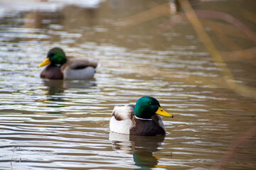 Two drakes swimming in a pond. Wild duck males in dirty river water in Neris, Vilnius, Lithuania. Wildlife photography. Selective focus on the birds, blurred background.