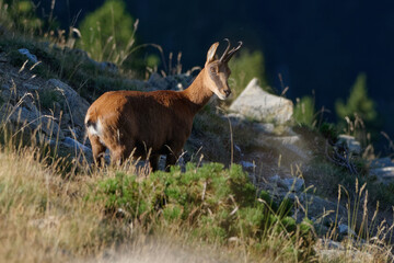 Pyrenean chamois (Rupicapra pyrenaica) in the mountains