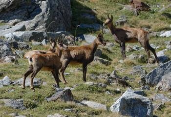 Pyrenean chamois (Rupicapra pyrenaica) in the mountains