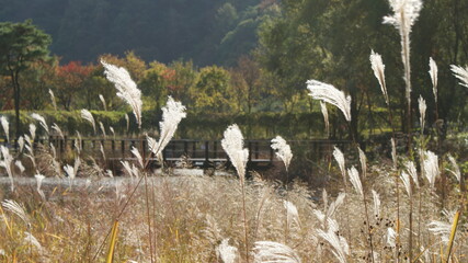 억새풀,  Flame Grass, silver grass