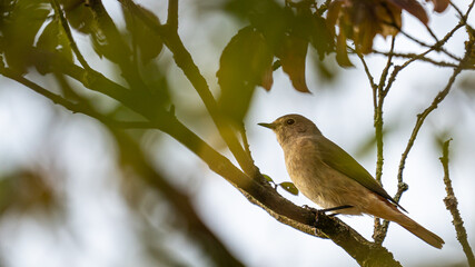 Ein kleiner Vogel auf einem Ast!