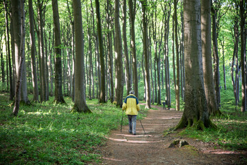 Germany, Mecklenburg-Western Pomerania, Ruegen, Jasmund National Park, hiker in beech forest on...
