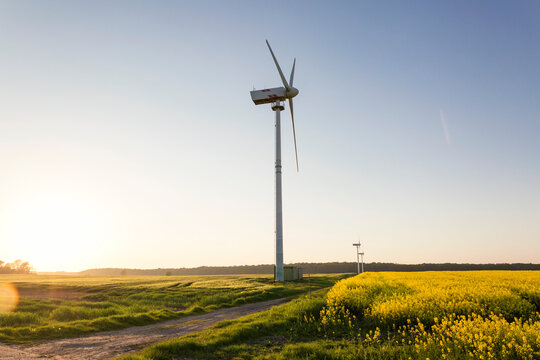 Germany, Ruegen, Cape Arkona, wind wheels at rape field