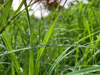 grass with dew drops