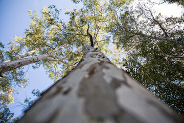 Sicily, Syracuse Province, Noto Antica, Cava del Carosello, gum tree, low angle view