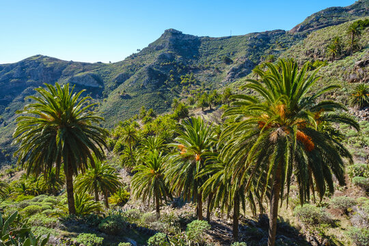 Spain, Province of Santa Cruz de Tenerife, Date palms (Phoenix canariensis) growing in green valley of La Gomera island