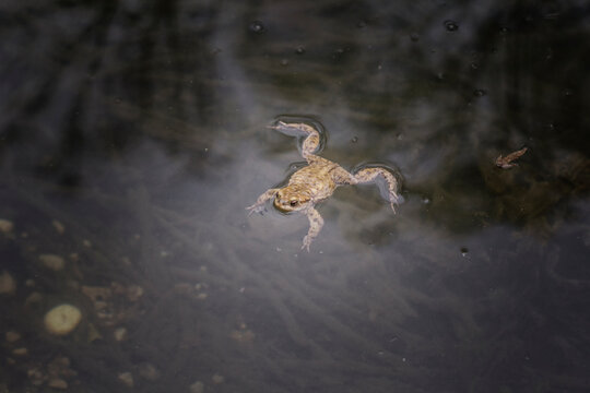 European toad in water