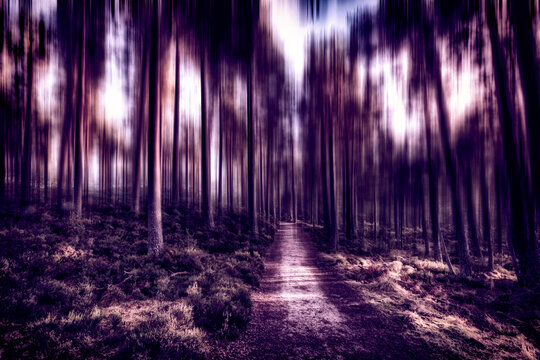 United Kingdom, Scotland, Highlands, Cairngorms National Park, in the woods, blurred