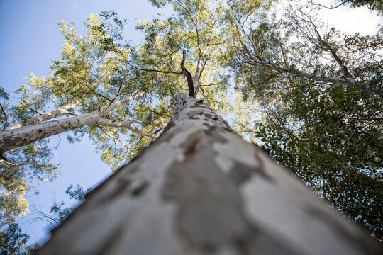 Sicily, Syracuse Province, Noto Antica, Cava del Carosello, gum tree, low angle view