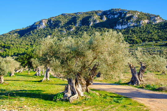 Spain, Balearic Islands, Valldemossa, Olive tree orchard in summer