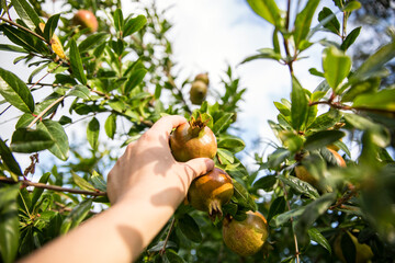 Italy, Sicily, woman harvesting pomegranate