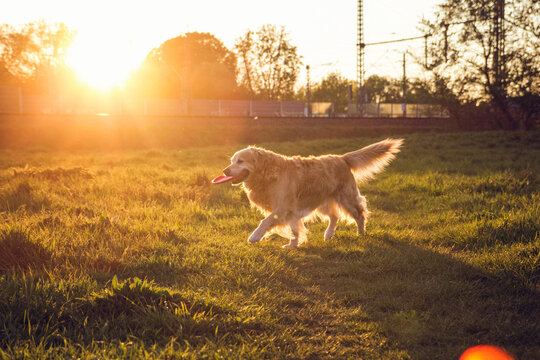 Germany, Bavaria, Munich, Golden Retriever playing with plastic disk in meadow at sunset