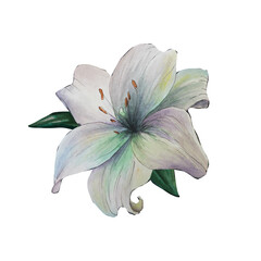 Watercolor white lily isolated for design. Beautiful flowers for textile design, wedding invitation
