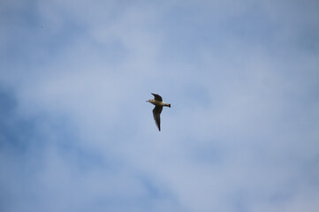 Black headed flying on the blue sky landscape view of