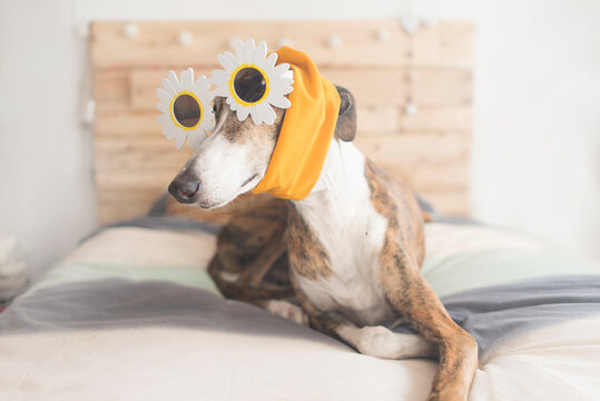 Portrait of Greyhound lying on bed wearing novelty glasses and headband