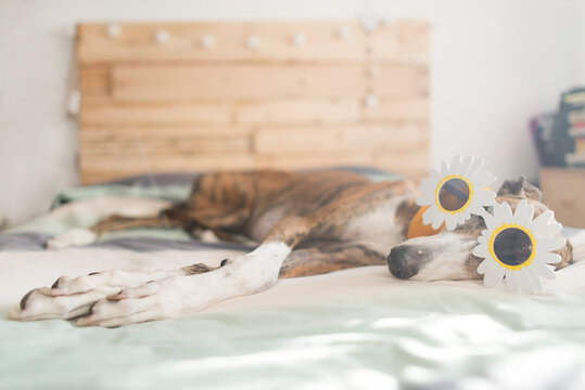 Greyhound lying on bed wearing novelty glasses
