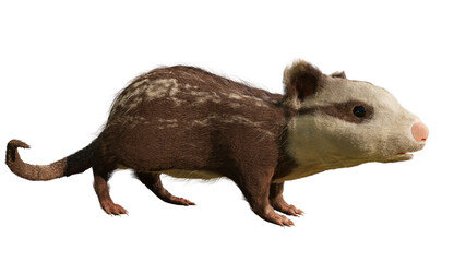 Alphadon, extinct mammal that lived alongside dinosaurs, isolated on white background