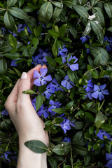 Vertical photo Lesser periwinkle or Vínca minor has blossomed delicate little purple flowers among...