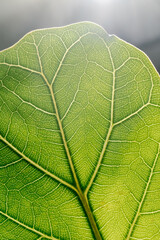 The leaf of the house plant is close.