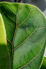 The leaf of the house plant is close.