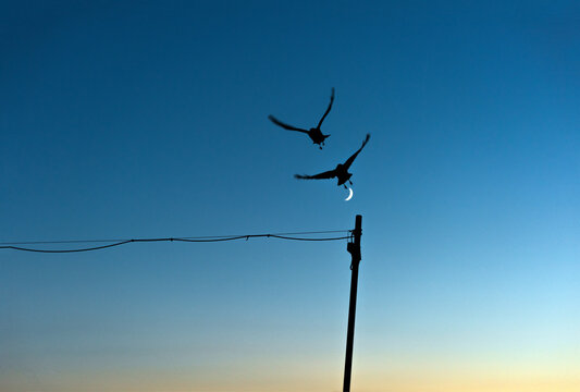 Silhouette of two flying birds against blue sky with half moon