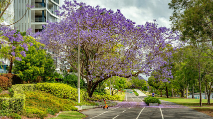 Blossoming jacaranda tree in Brisbane, Queensland, Australia - obrazy, fototapety, plakaty