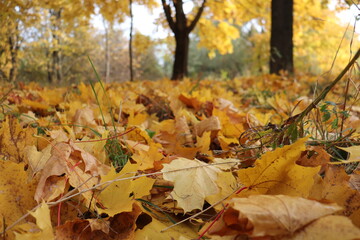 autumn leaves in the forest