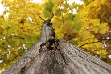 autumn leaves on the tree
