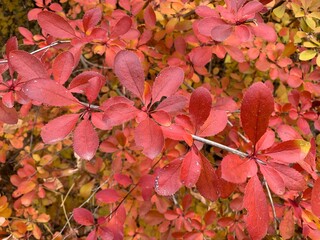 red leaves of Siebold Barberry in autumn