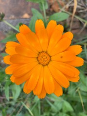 bright orange calendula flower in autumn