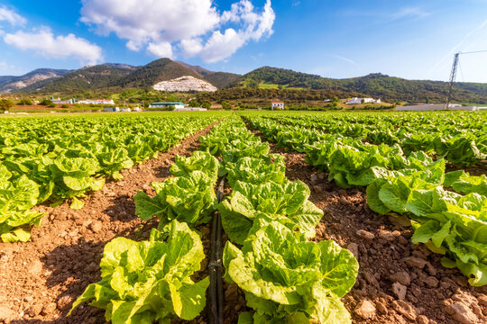 Spain, Andalucia, Zaffaraya valley, field of Lettuce
