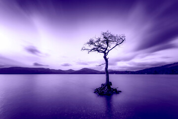 Great Britain, Scotland, Loch Lomond, Milarrochy Bay, Lone tree