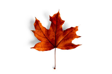 Naklejka na ściany i meble Maple leaf isolated on a white background.