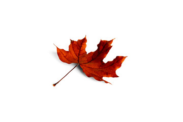 Maple leaf isolated on a white background.