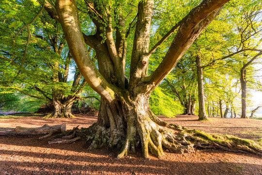 Old tree, Perth, Scotland