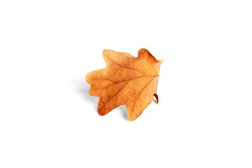 Autumn oak tree leaf isolated on a white background.