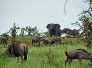South Africa, Mpumalanga, Kruger National Park, Wildebeest and Elephants looking for food