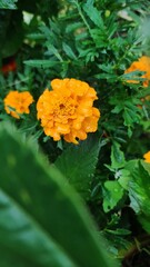yellow flowers in the garden