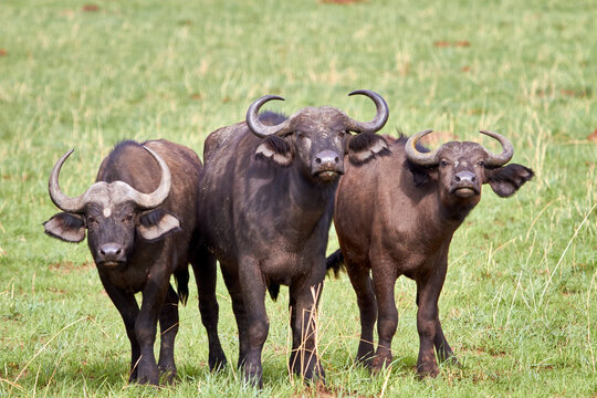 Africa, Uganda, Fort Portal, Queen Elizabeth National Park, three buffalos