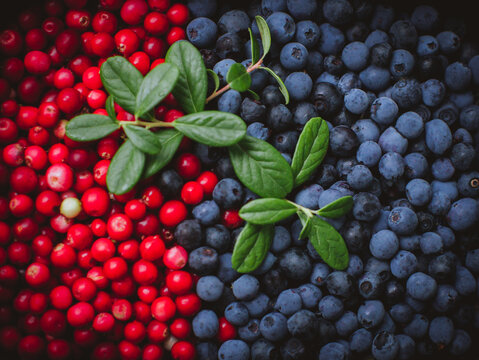 Lingonberries and blueberries With Sprig Texture and leaves