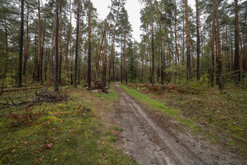 Landscape in a pine forest in autumn, Moss in the foreground. Pine forest overgrown with moss and mushrooms in rainy weather.